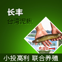 长丰9号泥鳅养殖